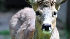 Сибірський roe