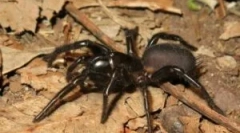 Сідней смішний pauka