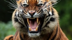 Потужність тваринного укусу