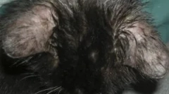 Симптоми та лікування демодекозу в кіт