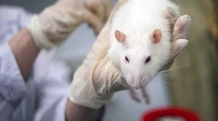 Симптоми та лікування мікоплазмозу у щурів, ніж небезпечна хвороба