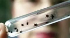 Симптоми енцефаліту після гіркоти