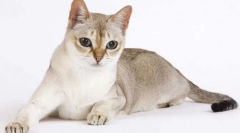 Сінгапурський кіт (сінгапур)