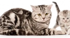 Система розмноження органів