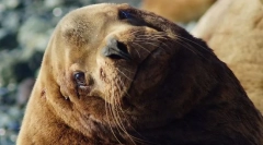 Морський лев