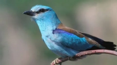 Одиниця звичайного