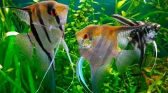 Scalaria (pterophym sccalare)