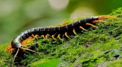 Skoleendra (фото): домашня тварина, з якої кидає в тремтіння