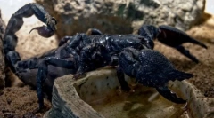 Скорпіон чорний