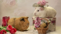 Перетинання морських свинок