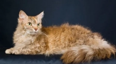 Нудьга (scocca)