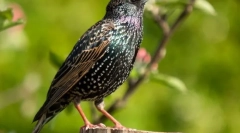Скжорець (фото): справжній весняний вісник