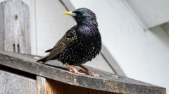 Скжорець - птах знущається