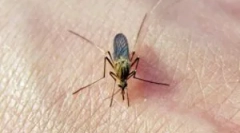 Сліди комарів на тілі