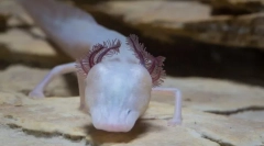 Сплячий саламандр - найвищий хижак підземного водоносного водосховища техасу