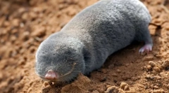 Пухкий гігант