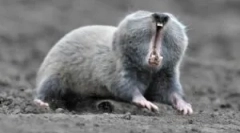 Floum: опис і спосіб життя