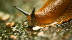 Slug: хто те, що вони виглядають і шкідливі?