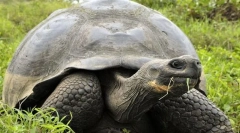 Черепаха слонової кістки