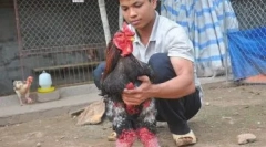 Слон курчат ха дон дао