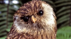 Сова ламіння