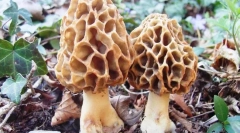 Сморчкі та крохмалі