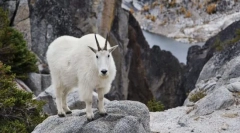 Сніговий козел