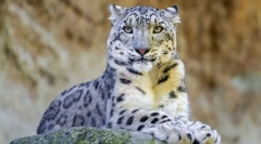 Снігові бари-irbis