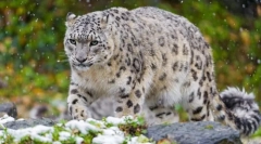 Сніжний барс