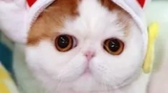 Snoopy-cat: teddy murlyka, який завоював інтернет