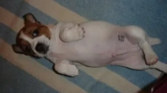 Паспорт собак: як і для того, що робить печатку тварину