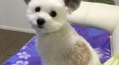 Собака gawa з вухами, як cheburashka