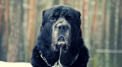 Собака алабай (фото): хороший настрій під жахливим виглядом