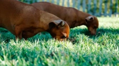Собака їсть інші фекалії тварин: чому і як відлучати