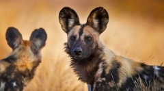 Собака гуеневойд