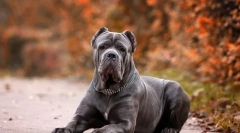 Собака кан корсо (фото): вірний друг і захисник, який завжди близький