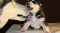 Собака облизує ногу власника: причини прояву вихованця