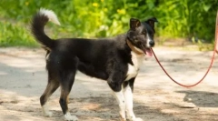 Собака не хоче ходити: причини і способи вирішення проблеми