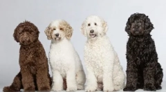 Диригент собак: 5 кращих рендерингів порід