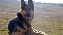 Собака східної європи вівчарська собака (фото): закордонний захисник та справжній друг