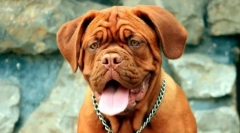 Брачіцепса собаки: список порід та рекомендацій власникам