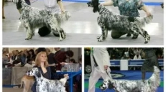 Дмитро медведєв собаки та кішки: хто живе в політиці