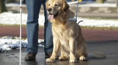 Собаки в службі людини