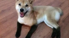 Собаки, як лисиці