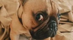 Російські зірки собаки: улюблені домашні тварини