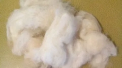 Собаки з волоссям замість вовни: спеціальні породи з великими запитами