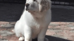 Собаки найбільше, топ-записи собак