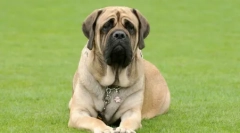 Складані собаки: огляд поросяту зморшок