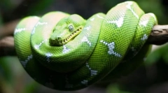 Соболололовський перерва