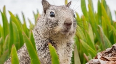 Зміст бурундука вдома